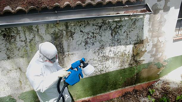 Trusted Mold Removal service in Byron Center, MI - Cheap Mold Removal